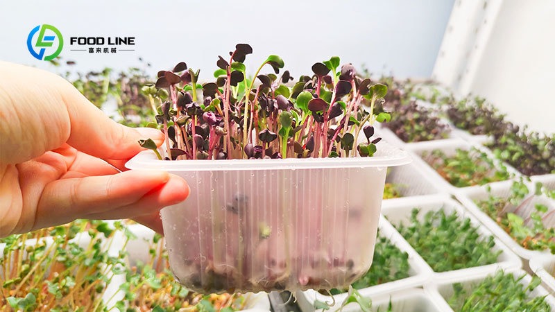 Hydroponic Tower - Inteligentna hydroponika: Farma w kontenerze transportowym
