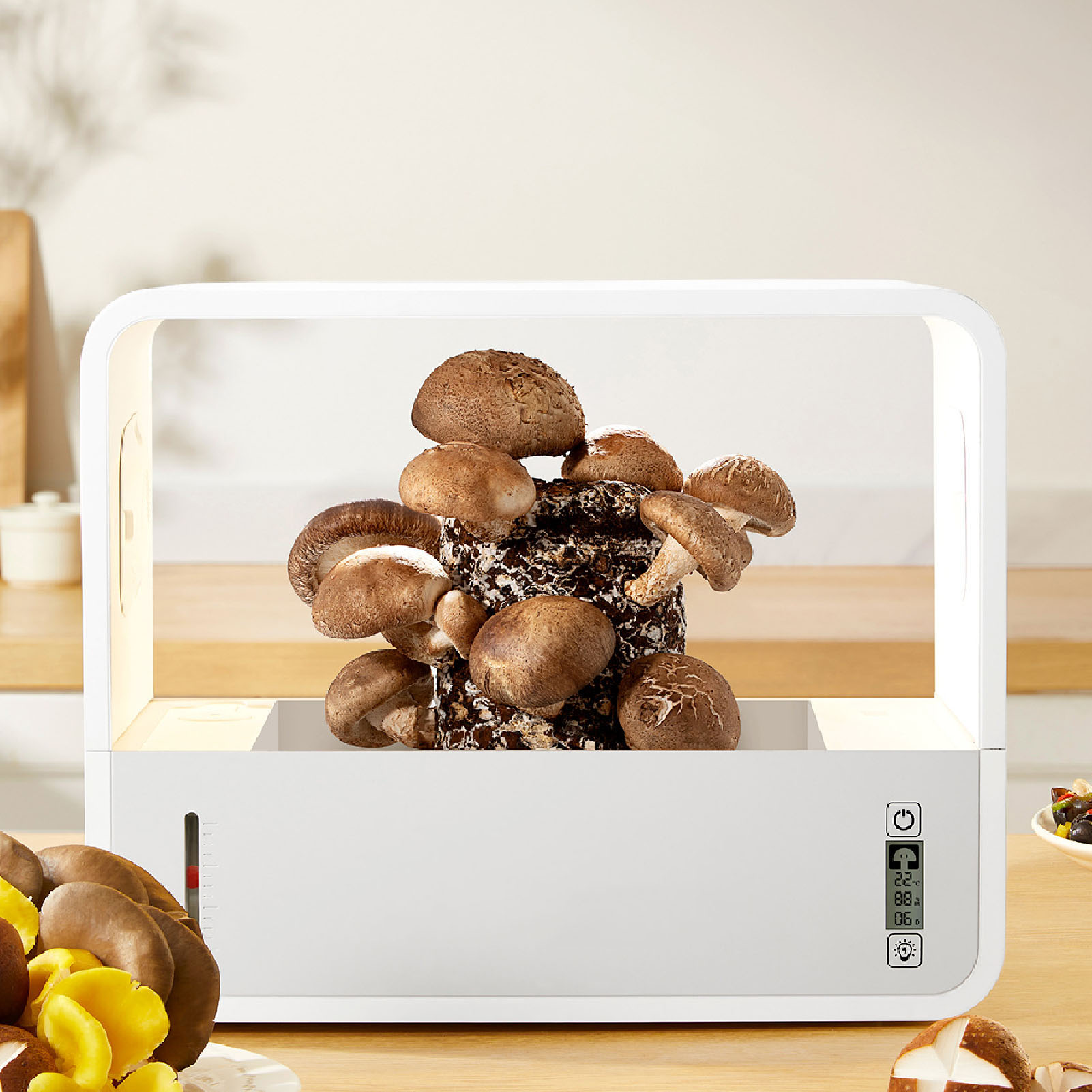Zestaw do uprawy grzybów w nam – Grow Light Led recenzja i cena