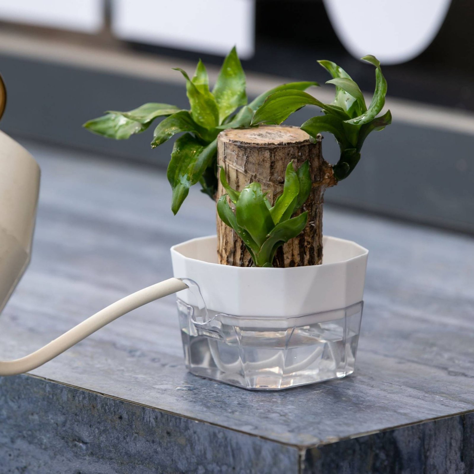 Wazon hydroponiczny na żarówki – Automatic Watering recenzja i cena
